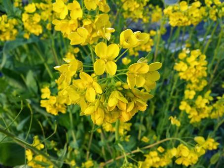菜の花のクローズアップ 菜の花のクローズアップ の写真