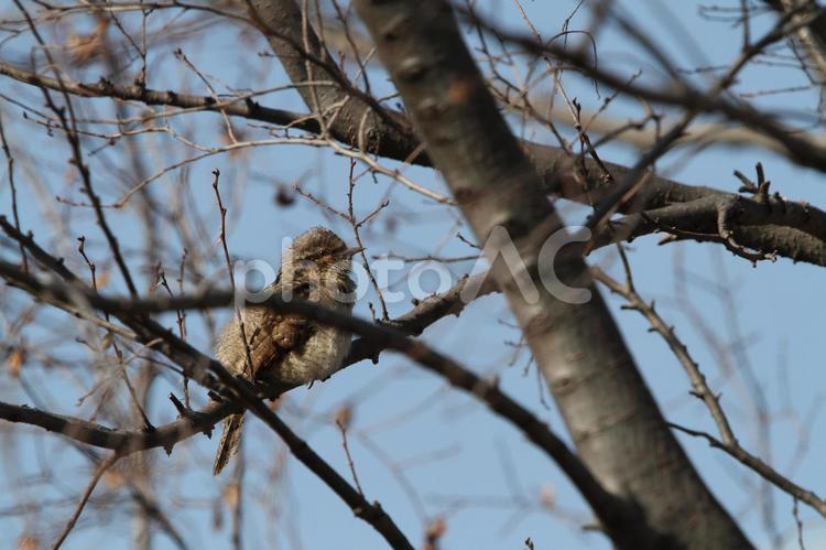 珍鳥との出会い（アリスイ） 生き物,野鳥,自然の写真素材