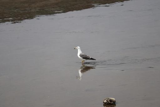 海岸の浅瀬を歩くカモメ 海岸の浅瀬を歩くカモメの写真