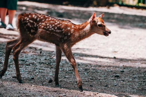 私をおいていかないで 鹿,動物,哺乳類の写真素材
