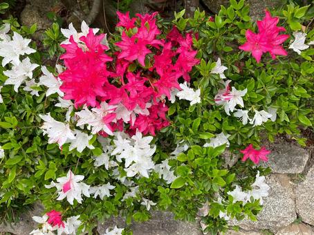 Bright pink and white azalea flowers, JPG Bright pink and white azalea flowers, JPG