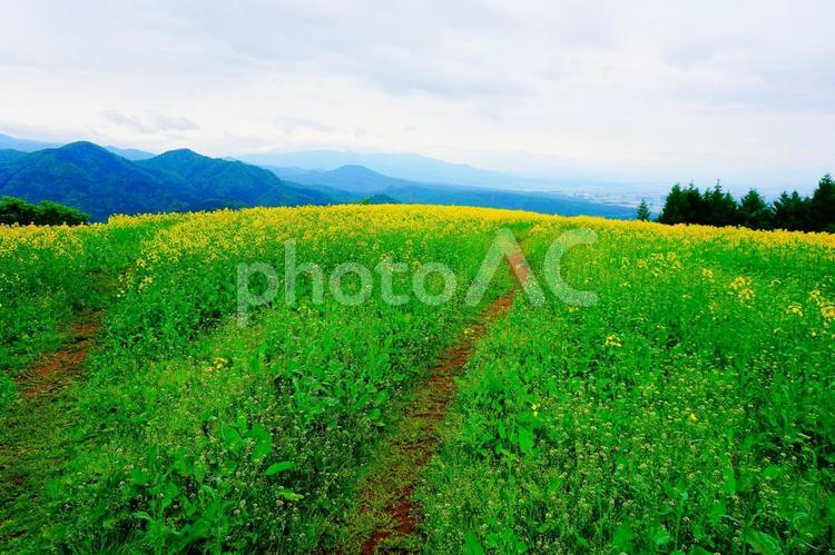 三ノ倉高原の菜の花畑 三ノ倉高原花畑,菜の花,菜の花畑の写真素材