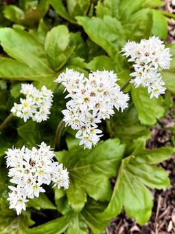 丹頂草(イワヤツデ) 06 岩八手,丹頂草,山野草の写真素材