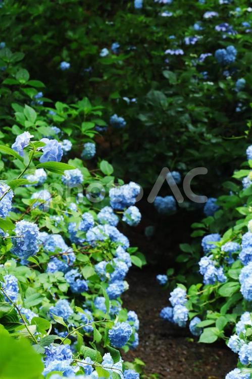 梅雨や紫陽花のイメージ あじさい,紫陽花,梅雨の写真素材