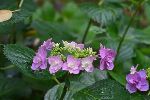 Photo, hydrangea, rainy season, flower, 