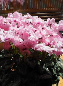 満開のシクラメン シクラメン,花,植物の写真素材