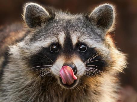 アライグマ_AS000008 アライグマ_AS000008の写真