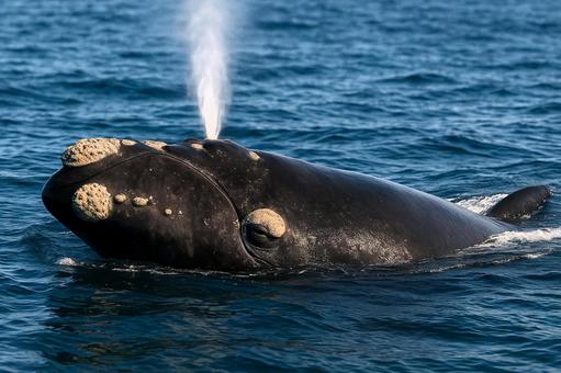 海面で潮を吹く、大迫力のセミクジラ 海面で潮を吹く、大迫力のセミクジラの写真