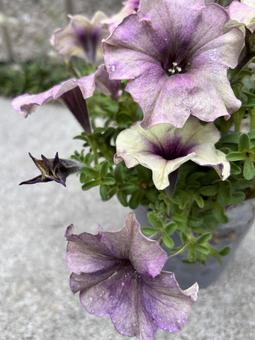 ナス色ペチュニア ナス色ペチュニア ペチュニア,夏,花の写真素材