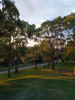 夕暮れの公園 夕暮れの公園 夕暮れ,夕焼け,木々の写真素材