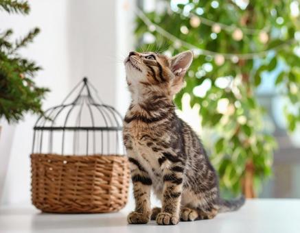 窓辺/子猫/日差し/ 窓辺/子猫/日差し/の写真
