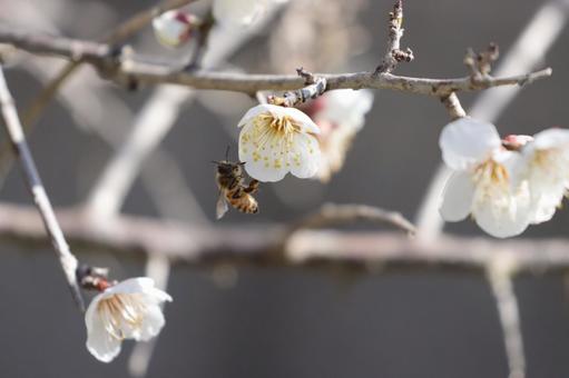 梅とミツバチ ミツバチ,梅,初春の写真素材