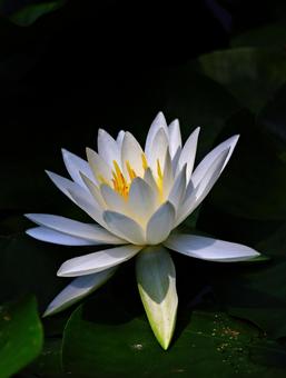 水蓮 水蓮の写真