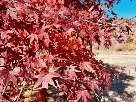 真っ赤なもみじと青空の風景 紅葉,もみじ,カエデの写真素材