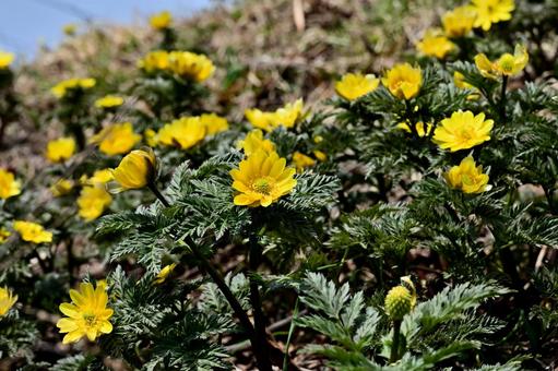 福寿草の群生 フクジュソウ,福寿草,ガンジツソウの写真素材