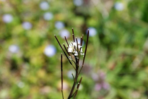 春の日差しを全身で受け止める種漬花 春の日差しを全身で受け止める種漬花 タネツケバナ,種漬花,タガラシの写真素材
