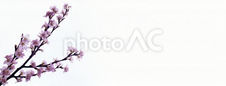 春の美しい花　満開の桜　バナー背景素材 桜,サクラ,春の写真素材