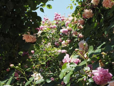 薔薇 薔薇の写真
