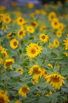 ひまわり畑の風景 自然,イエロー,向日葵の写真素材