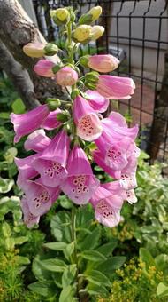 ジギタリスの写真