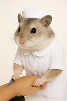 採血をするハムスター 採血をするハムスターの写真