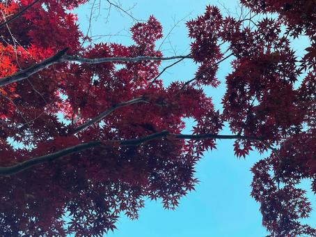 青空に広がる紅葉の枝と深紅の葉 青空に広がる紅葉の枝と深紅の葉 紅葉,もみじ,カエデの写真素材