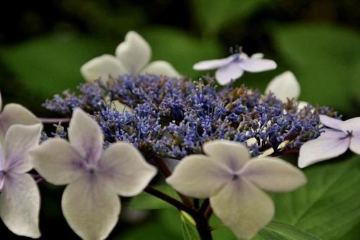 Hydrangea hydrangea about to bloom even now, JPG