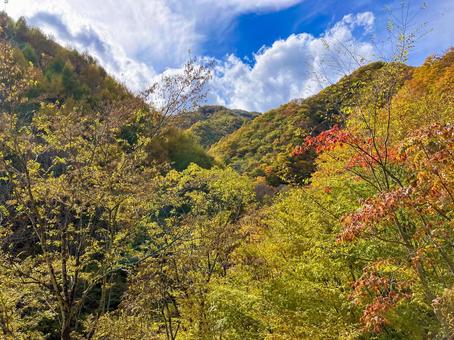 群馬県上野村の紅葉 紅葉,赤色,オレンジ色の写真素材