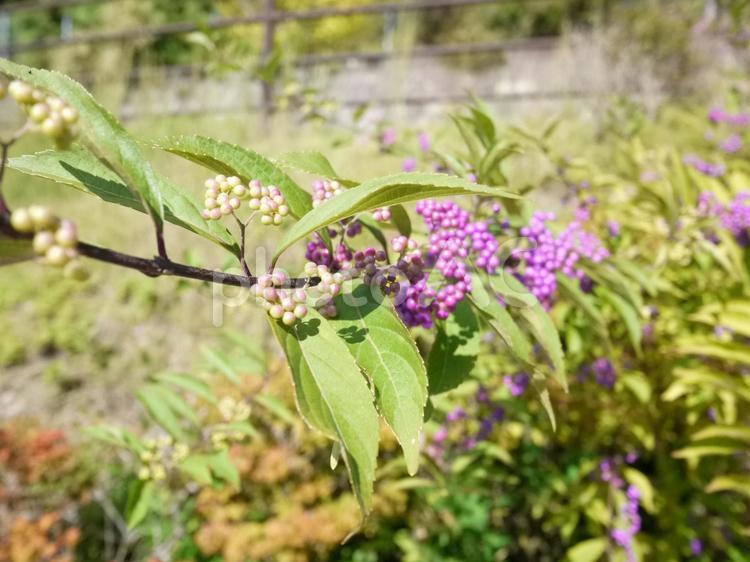 木の実 くだもの,何人もありません,壁紙の写真素材
