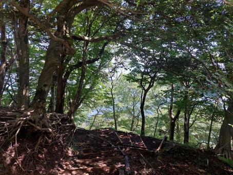 大山 登山道 大山 登山道の写真