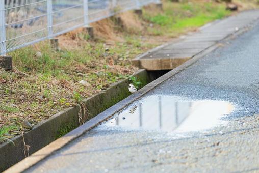 水たまりの端で考えるハクセキレイ 水たまりの端で考えるハクセキレイ ハクセキレイ,小鳥,野鳥の写真素材