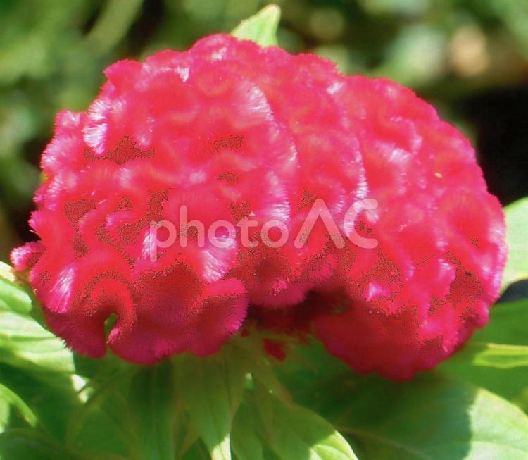 【花の写真】赤いケイトウの花 ケイトウ,鶏頭,鶏冠の写真素材