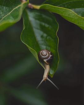 でんでん虫の写真