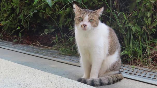 カメラ目線で夕涼みしているもふもふな猫様 カメラ目線で夕涼みしているもふもふな猫様 猫,キジシロ,カメラ目線の写真素材
