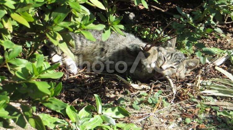 カメラ目線の滅茶苦茶あざとい子猫 子猫,猫,かわいいの写真素材