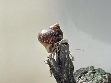 ヤドカリの複雑な足の動き オカヤドカリ,ヤドカリ,ペットの写真素材