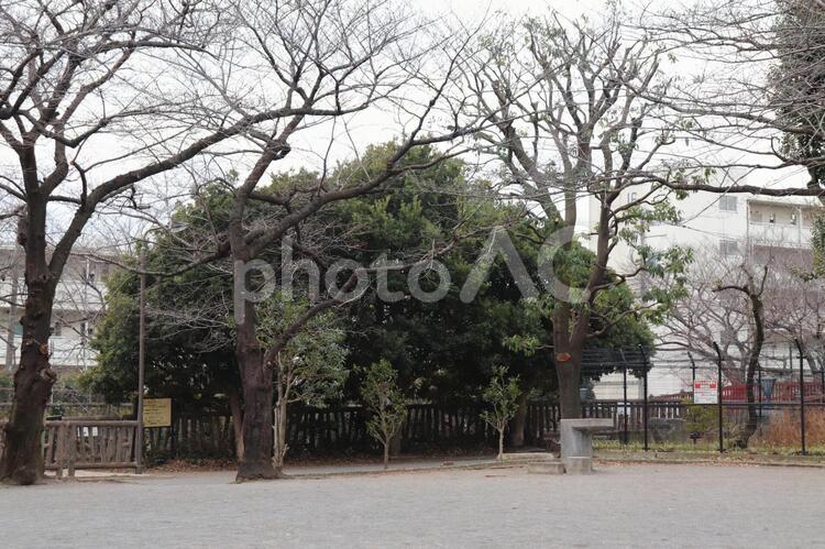 公園の風景 木,公園,木材の写真素材