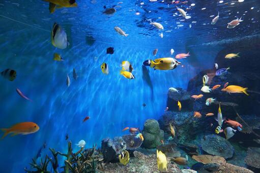 カラフルな 魚,ダイビング,スズメダイの写真素材