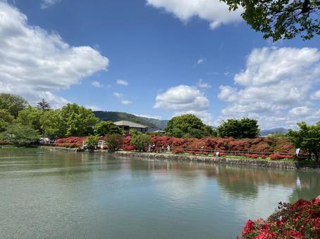 ツツジと川 ツツジと川 風景,歴史,京都の写真素材