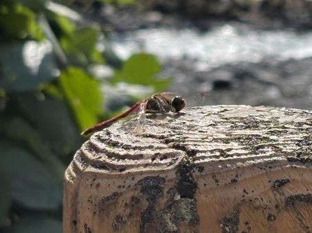 羽を休めるとんぼの写真