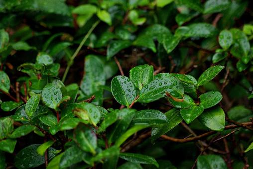 庭木と雨滴 雨滴,水,しずくの写真素材