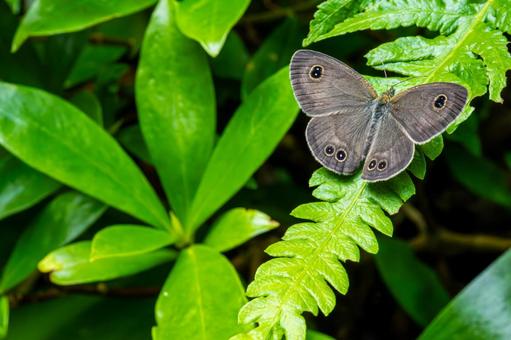 Photo, shimeira namijanomet, butterfly, insect, 