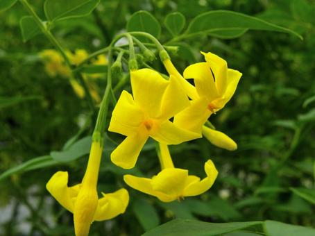Photo, kokikei, flower, lei mi, 