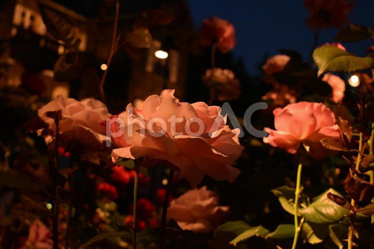 旧古河庭園　ライトアップされたバラ バラ,薔薇,ピンクの写真素材