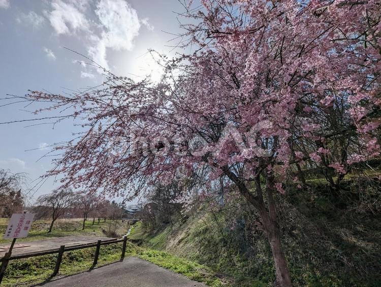 公園と桜 桜,春景色,春風景の写真素材
