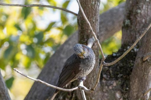 Photo, brown ears, bird, wild bird, 