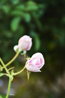 薔薇 薔薇の写真