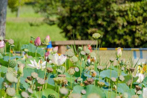 花と実が共存する蓮の夏景色 花と実が共存する蓮の夏景色の写真