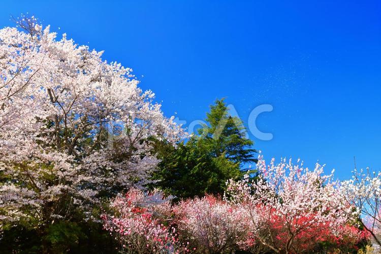ハナモモが見える風景 ハナモモ,春,3月の写真素材