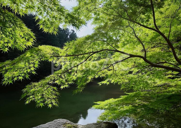 新緑のもみじ モミジ,もみじ,緑の写真素材
